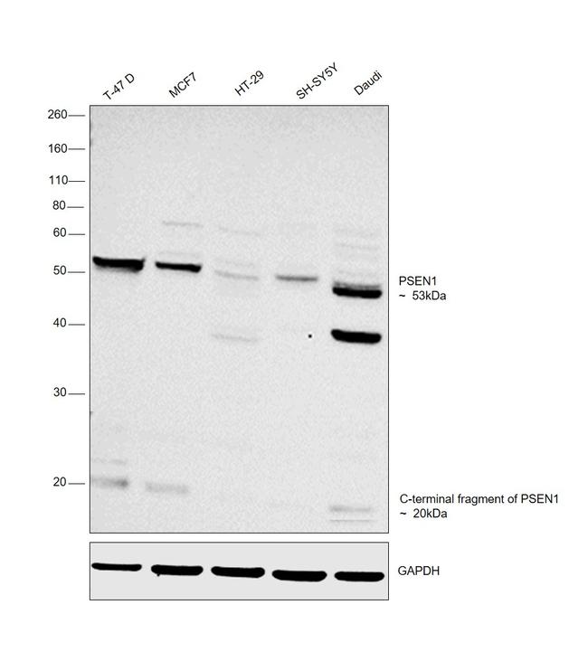 Presenilin 1 Antibody in Western Blot (WB)