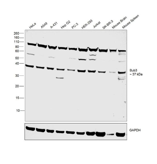 Bub3 Antibody in Western Blot (WB)