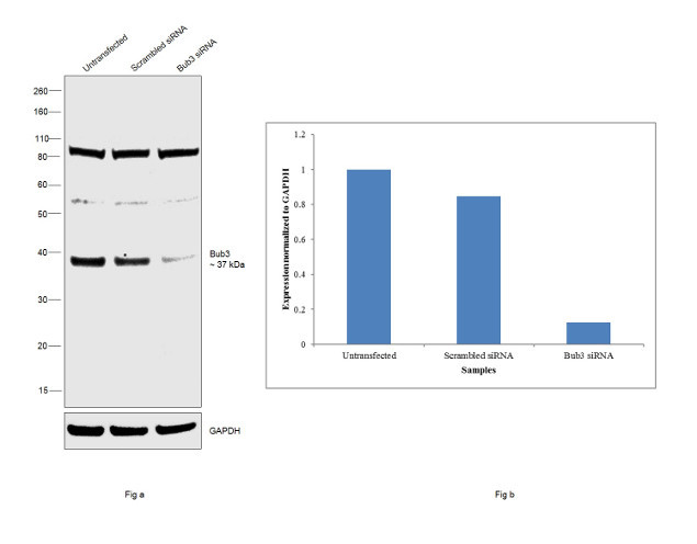 Bub3 Antibody