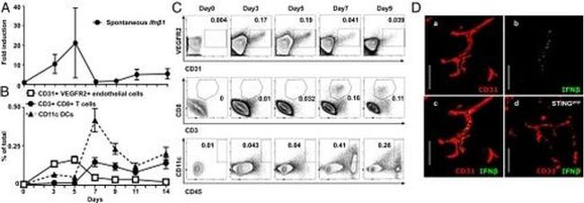 IFN beta Antibody in Flow Cytometry (Flow)