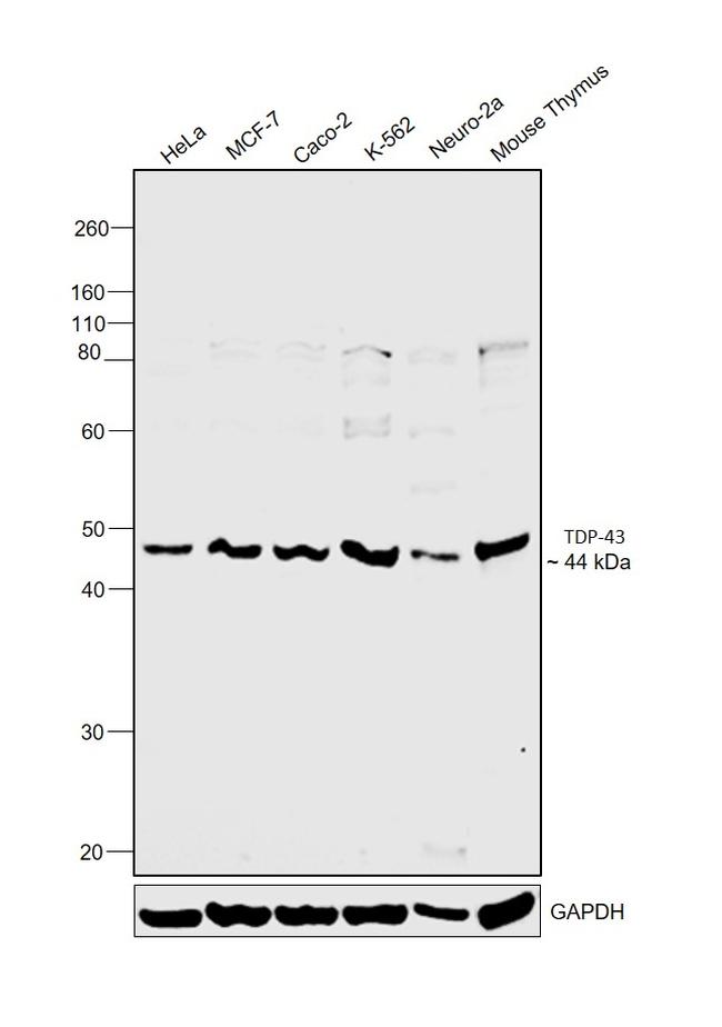 TDP-43 Antibody in Western Blot (WB)