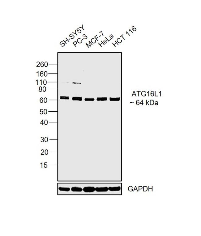 ATG16L1 Antibody in Western Blot (WB)