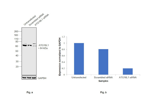 ATG16L1 Antibody