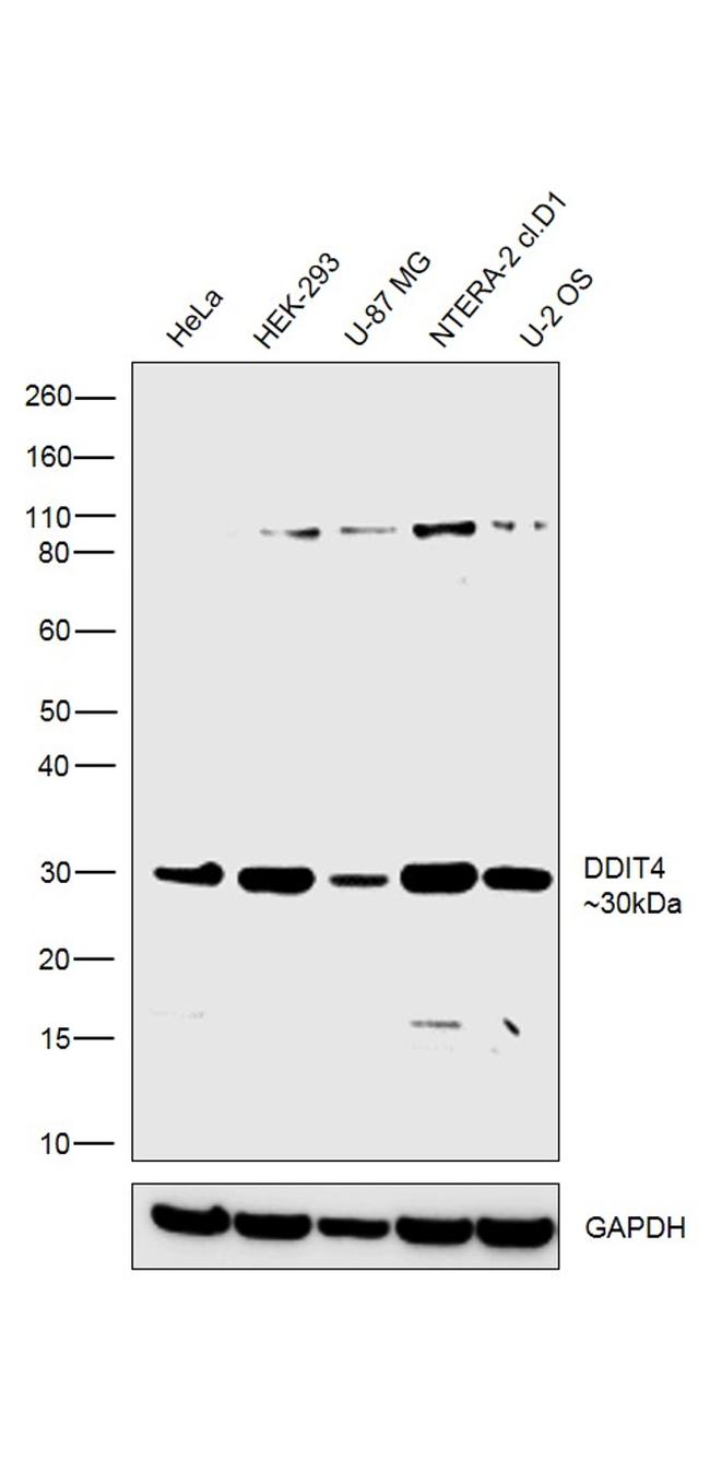 DDIT4 Antibody in Western Blot (WB)
