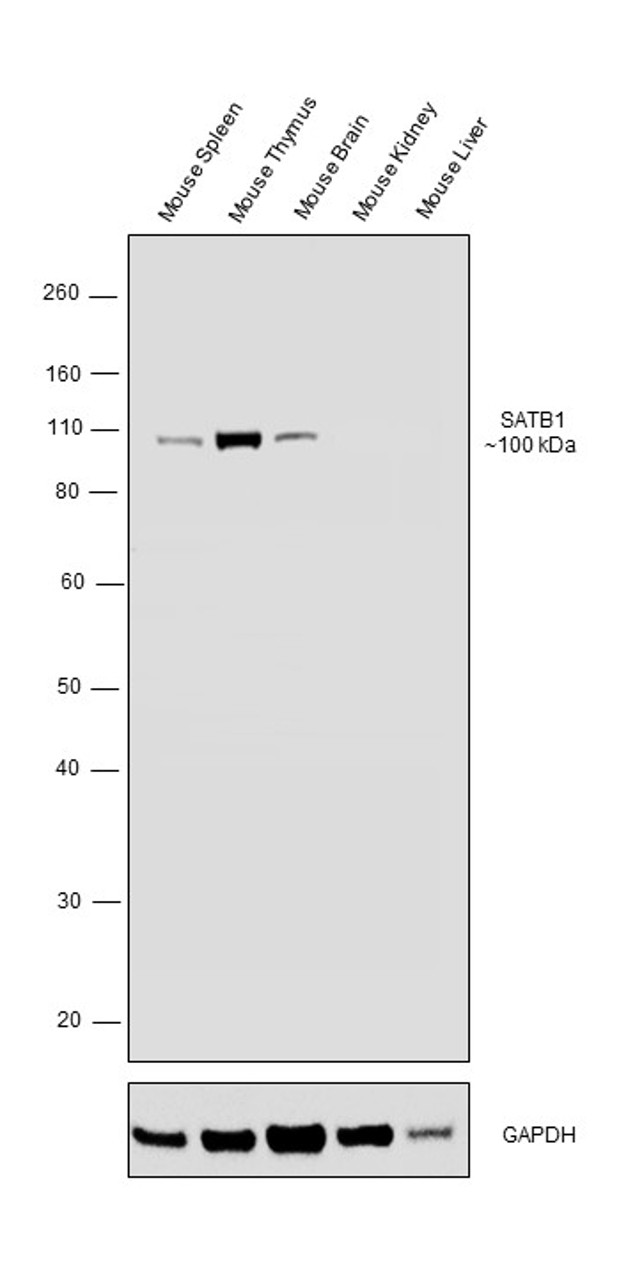 SATB1 Antibody