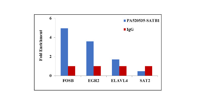 SATB1 Antibody in ChIP Assay (ChIP)