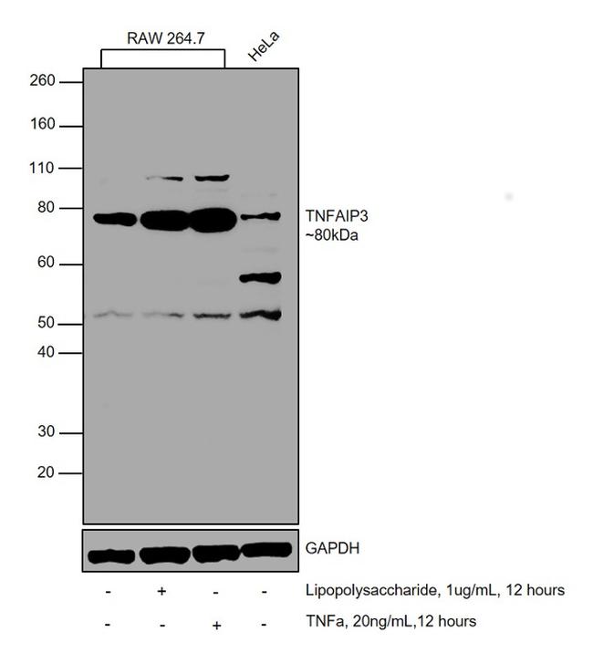 TNFAIP3 Antibody