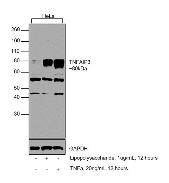 TNFAIP3 Antibody in Western Blot (WB)