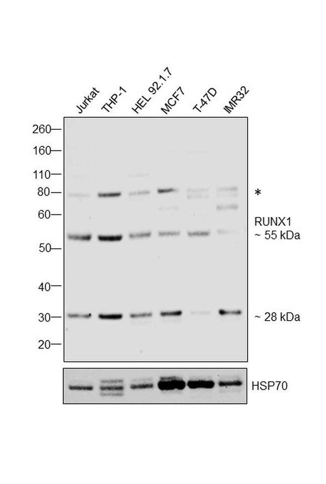 RUNX1 Antibody in Western Blot (WB)