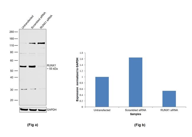 RUNX1 Antibody in Western Blot (WB)