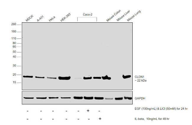 Claudin 1 Antibody