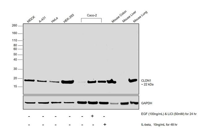 Claudin 1 Antibody in Western Blot (WB)