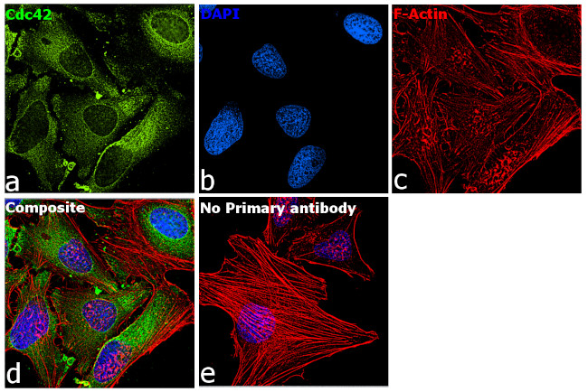 Cdc42 Antibody in Immunocytochemistry (ICC/IF)