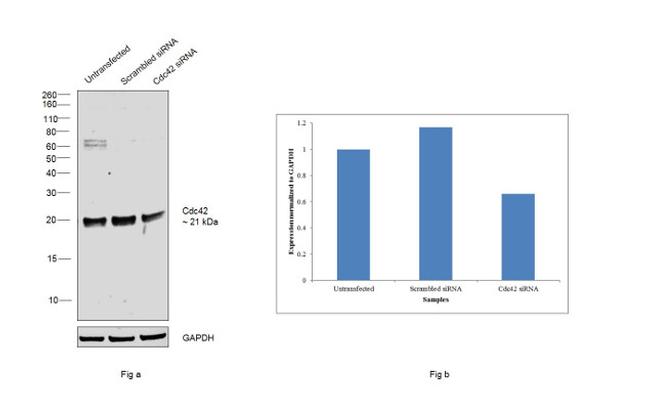 Cdc42 Antibody in Western Blot (WB)