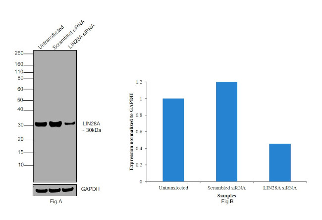 LIN28A Antibody