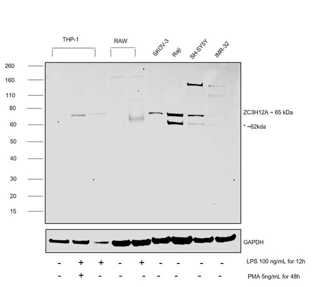 ZC3H12A Antibody in Western Blot (WB)