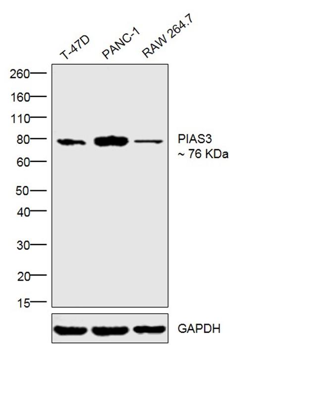 PIAS3 Antibody in Western Blot (WB)