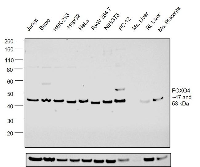 FOXO4 Antibody in Western Blot (WB)