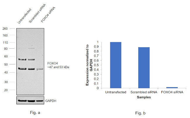 FOXO4 Antibody