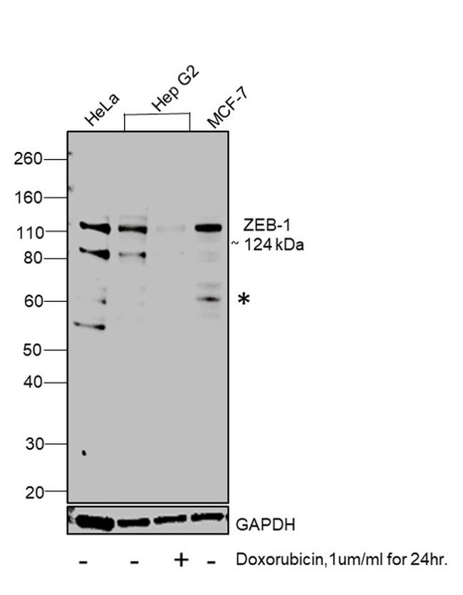 ZEB1 Antibody in Western Blot (WB)