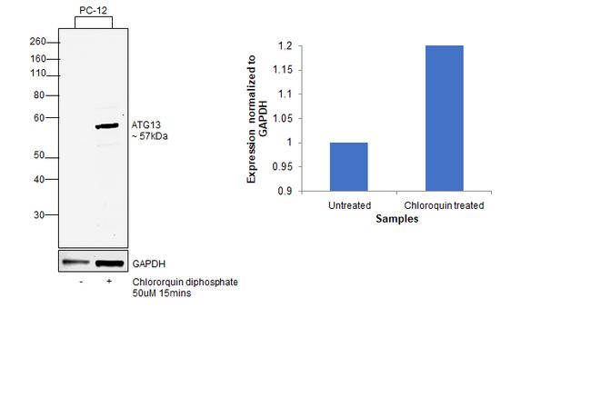 ATG13 Antibody in Western Blot (WB)