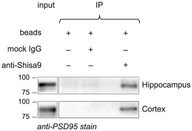 SHISA9 Antibody in Immunoprecipitation (IP)