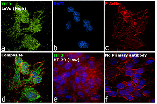 TFF3 Antibody in Immunocytochemistry (ICC/IF)