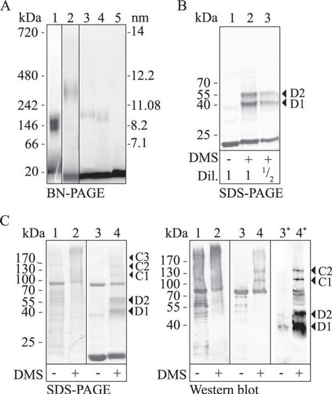 ApoA1 Antibody in Western Blot (WB)