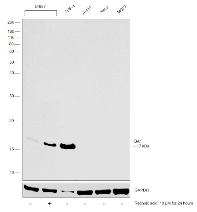 IBA1 Antibody