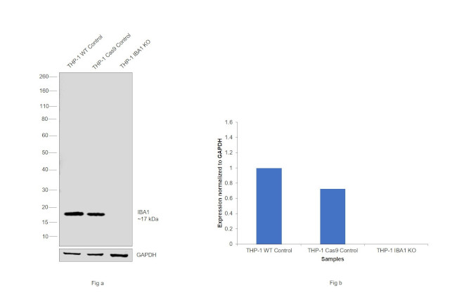 IBA1 Antibody