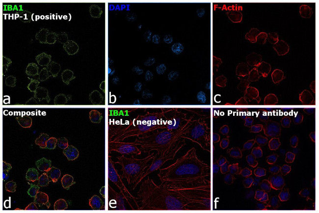 IBA1 Antibody in Immunocytochemistry (ICC/IF)