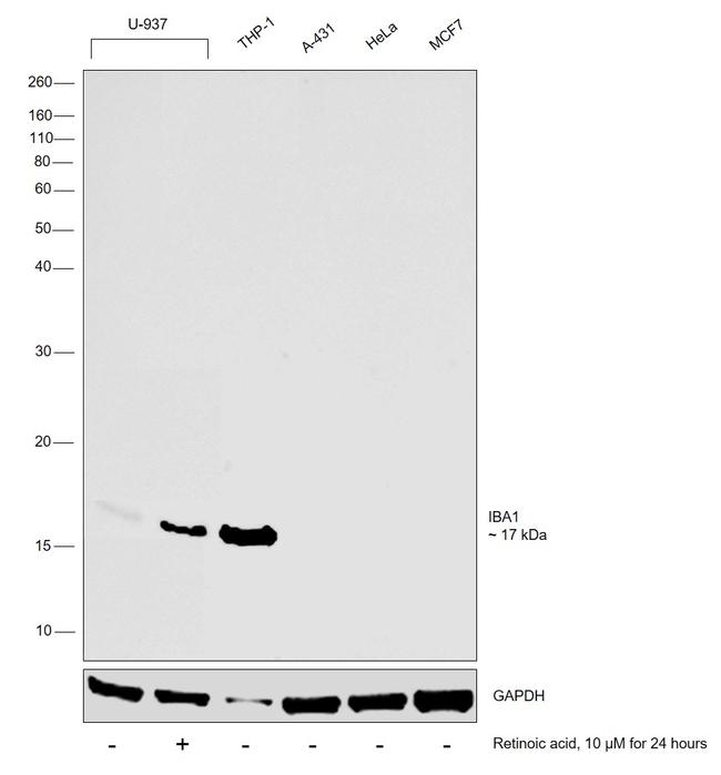 IBA1 Antibody in Western Blot (WB)