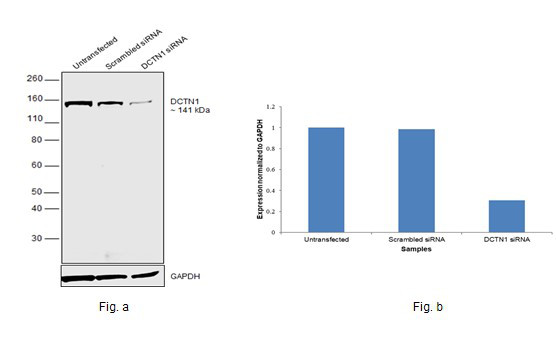 Dynactin 1 Antibody