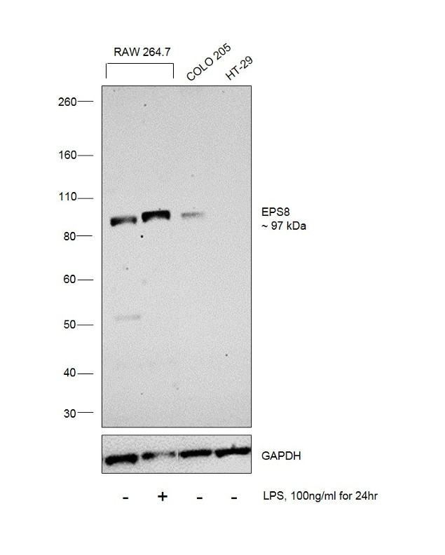 EPS8 Antibody