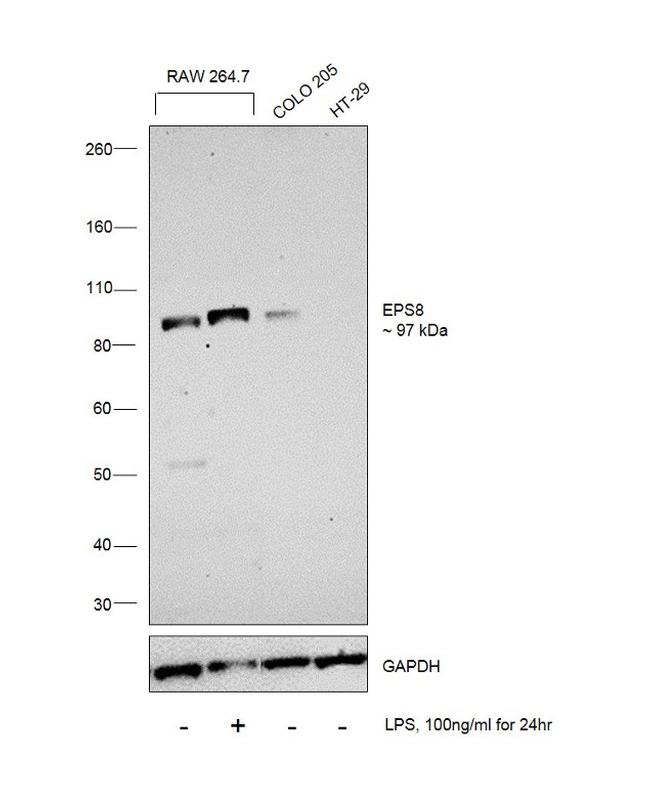 EPS8 Antibody in Western Blot (WB)