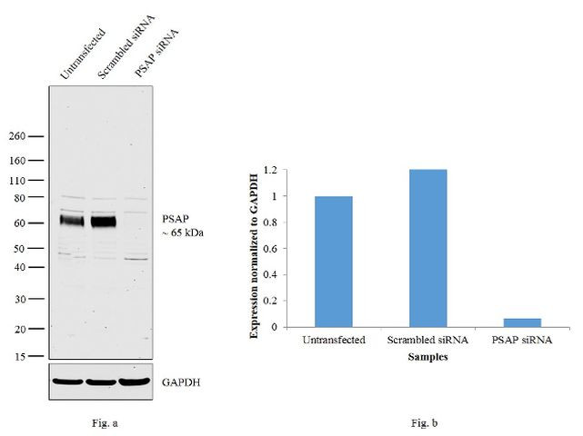 PSAP Antibody