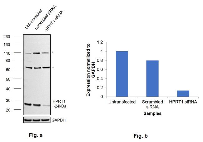 HPRT1 Antibody in Western Blot (WB)