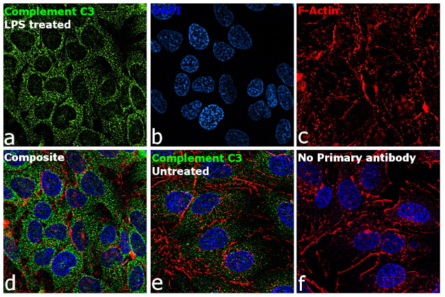 Complement C3 Antibody in Immunocytochemistry (ICC/IF)