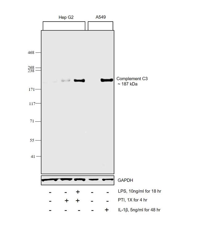 Complement C3 Antibody in Western Blot (WB)