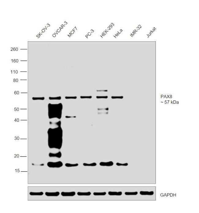 PAX8 Antibody