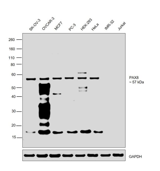 PAX8 Antibody in Western Blot (WB)