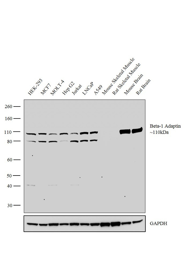 beta-1 Adaptin Antibody