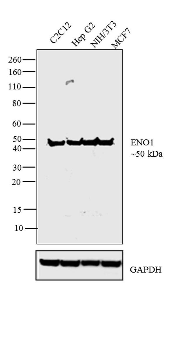 ENO1 Antibody in Western Blot (WB)