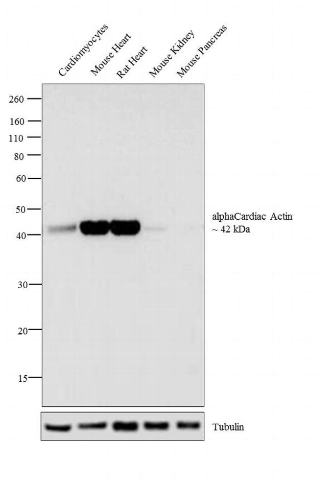 alpha-Cardiac Actin Antibody in Western Blot (WB)