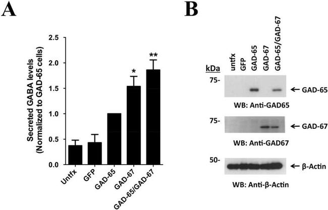 GAD67 Antibody in Western Blot (WB)