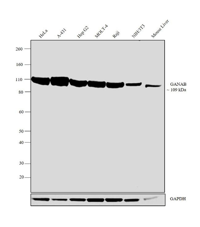 GANAB Antibody in Western Blot (WB)