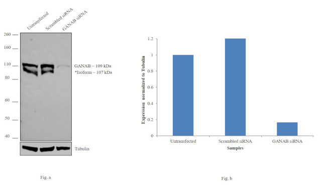 GANAB Antibody