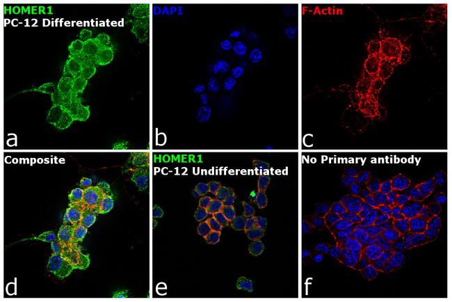 HOMER1 Antibody