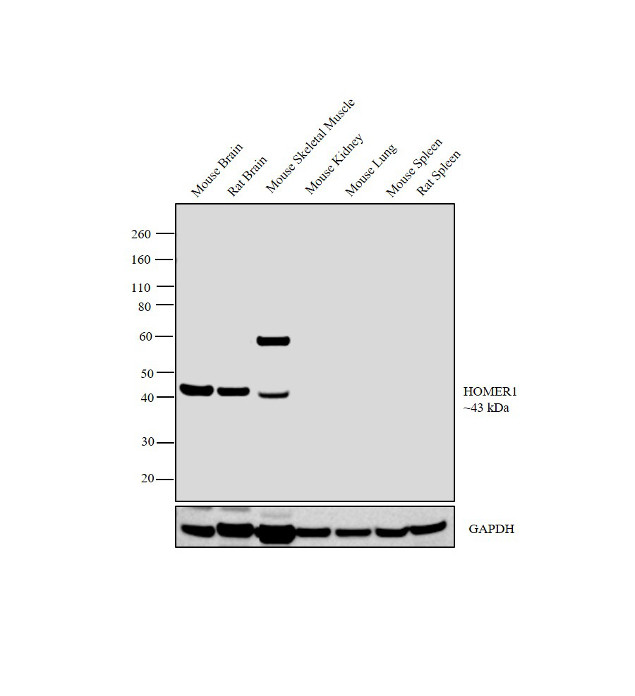 HOMER1 Antibody