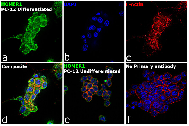 HOMER1 Antibody in Immunocytochemistry (ICC/IF)